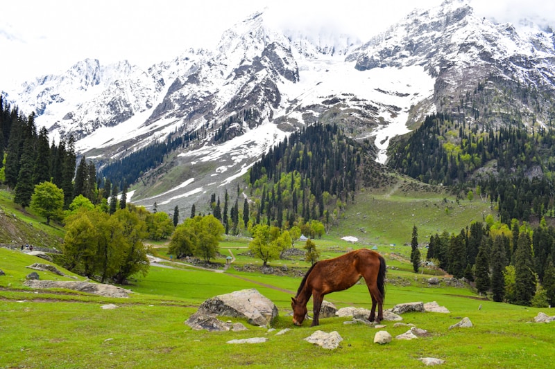 Manali Snow Adventure